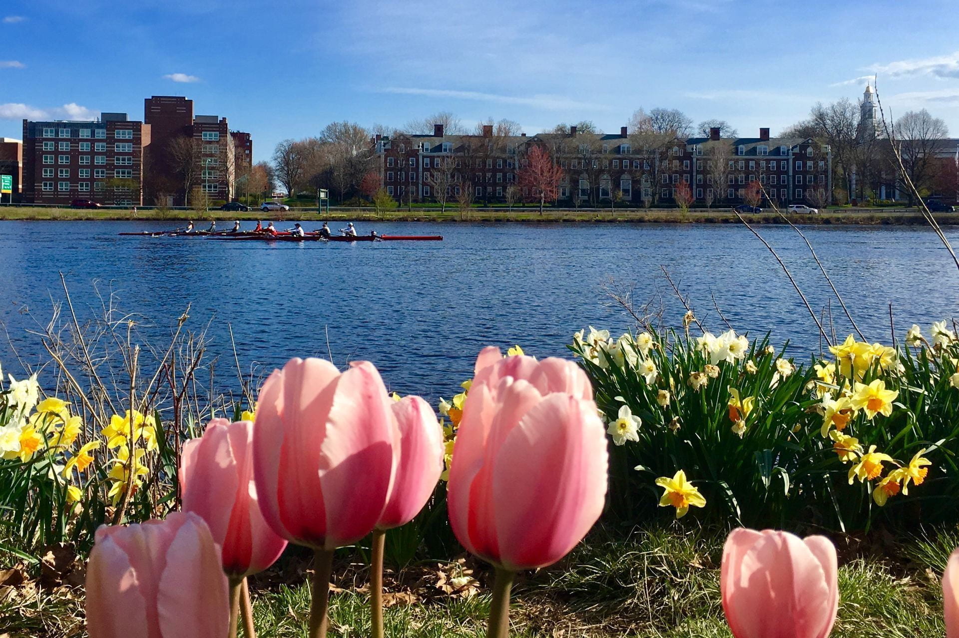 charles river with tulips